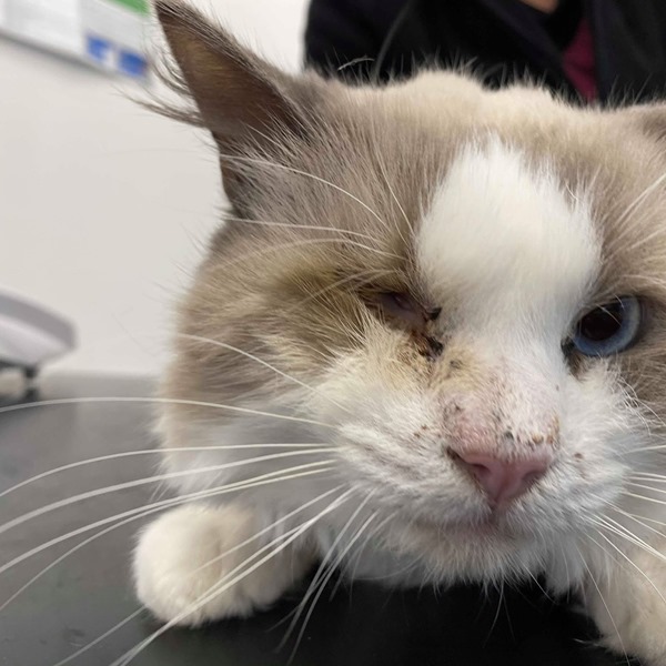 Cat With Missing Eye Dumped In Bin Bag RH Uncovered