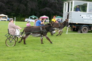 donkey derby 3