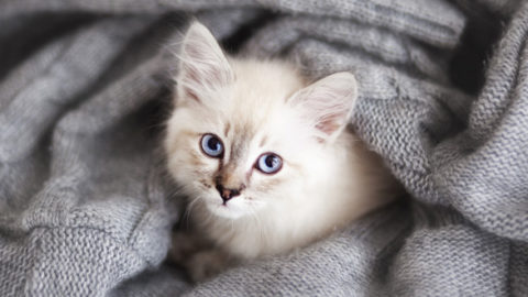 Could You Rehome A Cat Or Kitten