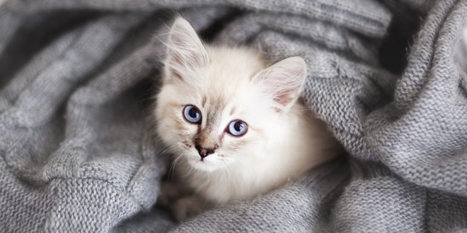 Could You Rehome A Cat Or Kitten?