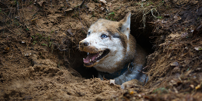 Pet Proofing Your Garden