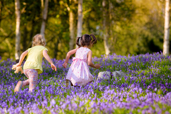 Bluebell season