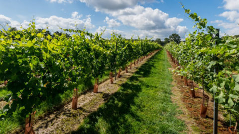 A Taste Of Sparkling Sussex