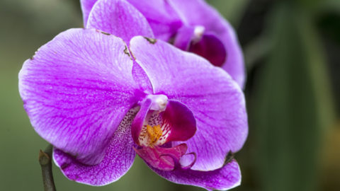 Lindfield Horticultural Society Celebrating 70+ Years Of Green Fingers In Lindfield