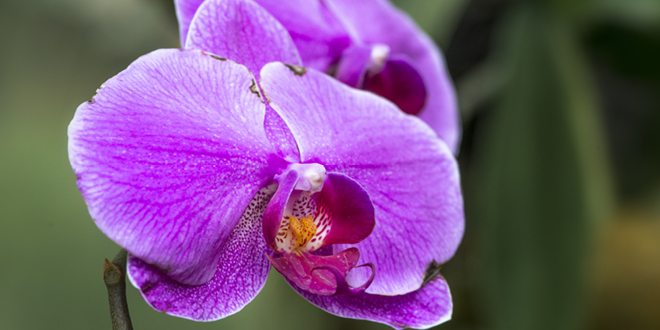 Lindfield Horticultural Society Celebrating 70+ Years Of Green Fingers In Lindfield