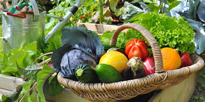 Plotting A Vegetable Garden