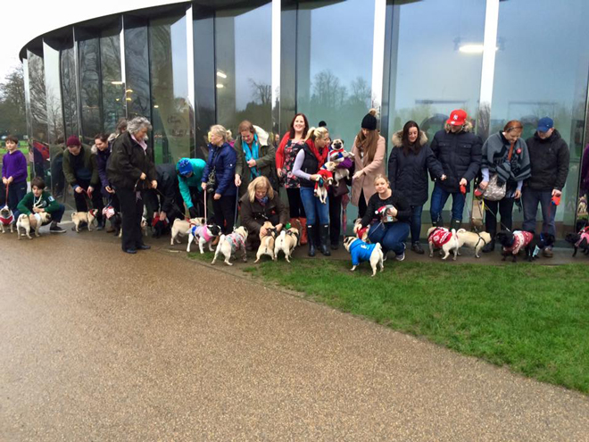 Pugs In The Park