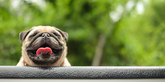 Pugs In The Park