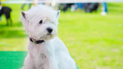 All The Fun Of The Village Fete