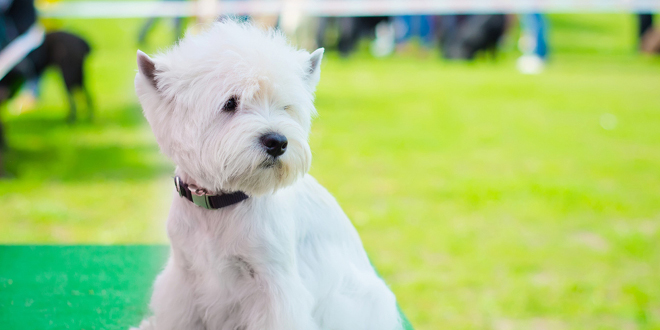 All The Fun Of The Village Fete