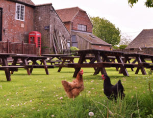 Heaven-Farm-Chickens-w