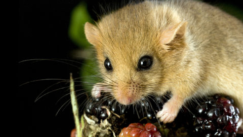 Save Our Dormice!