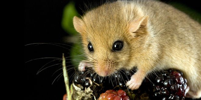 Save Our Dormice!