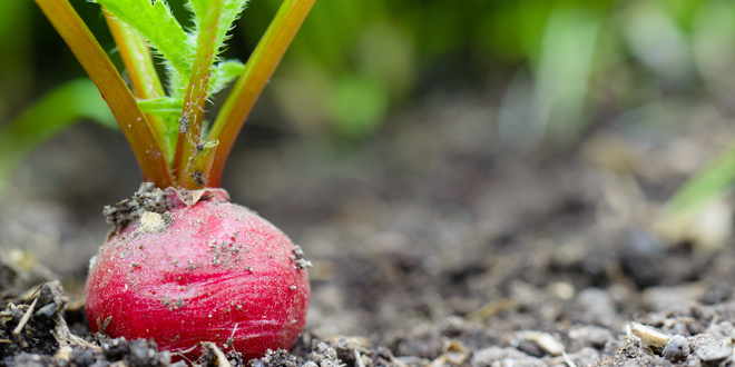 Grow Your Own Take-away