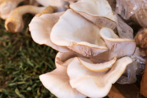 Oyster Mushrooms