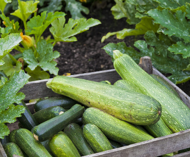 Business Set To Boom For Local Organic Veg Team