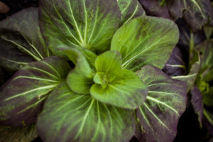 Pak-choi