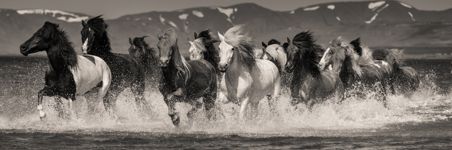 bw-of-icelandic-horses-running-through-water