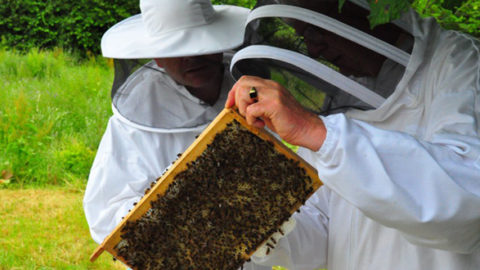 Getting A Buzz Out Of Keeping Bees
