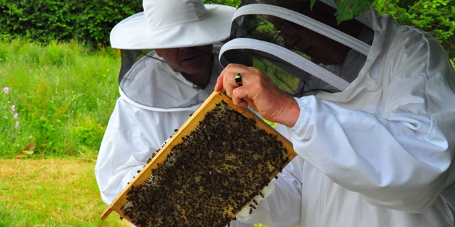 Getting A Buzz Out Of Keeping Bees