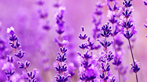 True Beauty In Reigate