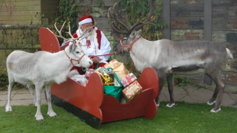 Festive Fun At The Llama Park