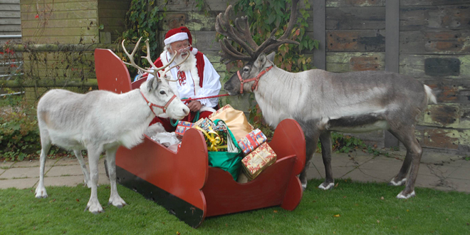 Festive Fun At The Llama Park