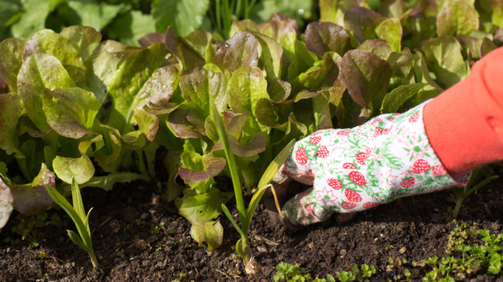 Creating A Kitchen Garden From Scratch