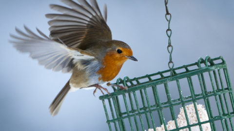 Feathered Friends: Looking After Garden Birds This Winter