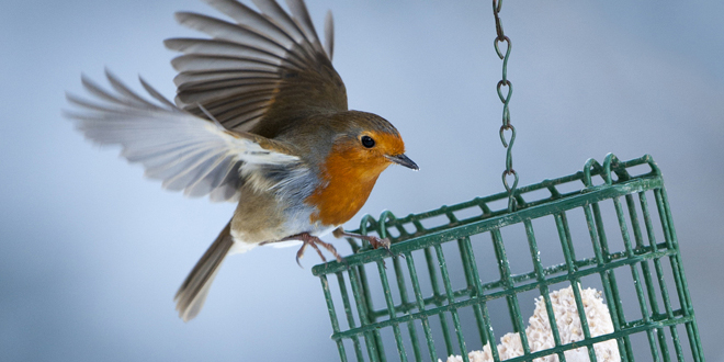 Feathered Friends: Looking After Garden Birds This Winter