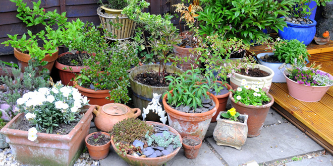 Making The Most Of Your Container Garden