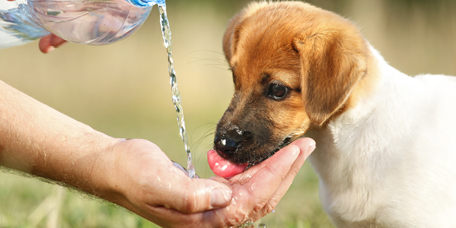 Keeping Your Pets Well Watered