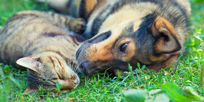 Keep Your Pets Safe From Pesticides