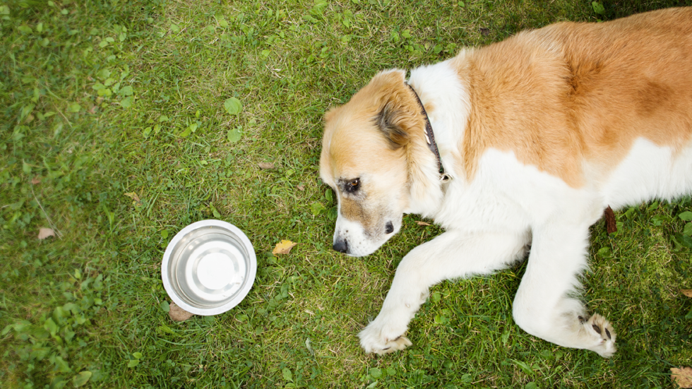 Helping Your Pet Stay Cool This Summer