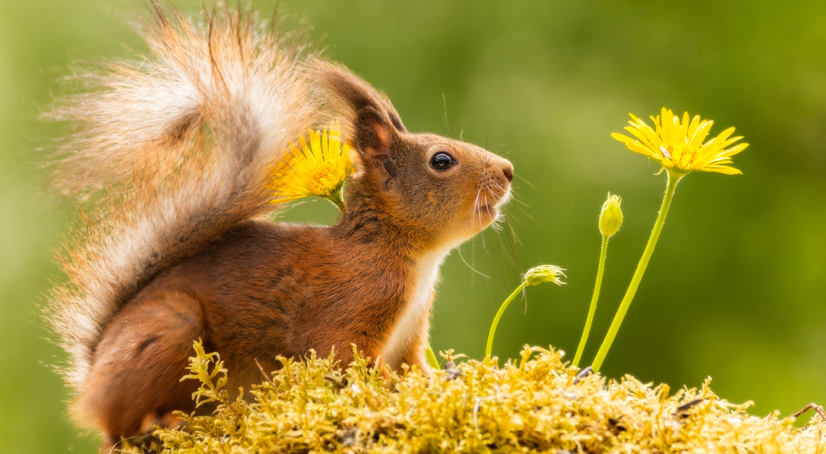 Go Wild In The Country