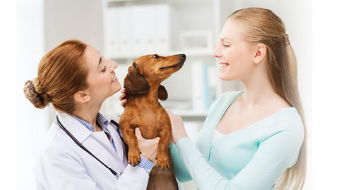 Why Regular Vets Visits Are Important