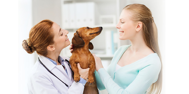 Why Regular Vets Visits Are Important