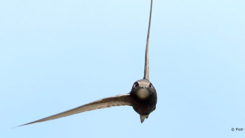 Reigate Group Takes Part In First National Swift Awareness Week