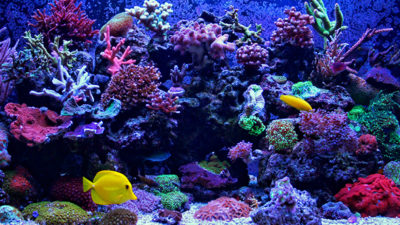 Things To Consider When Being A Tropical Fish Owner