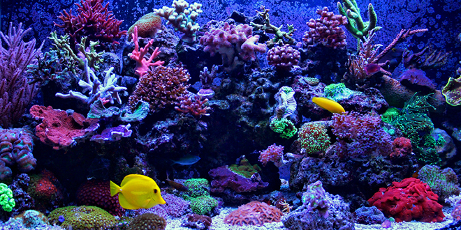 Things To Consider When Being A Tropical Fish Owner