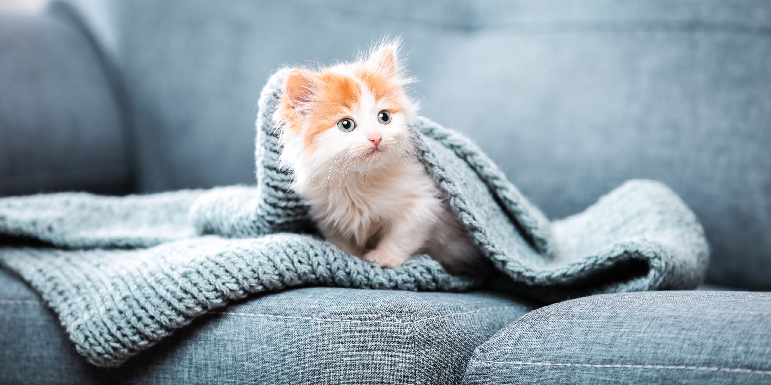 What Is New Pussy Cat? - RH Uncovered