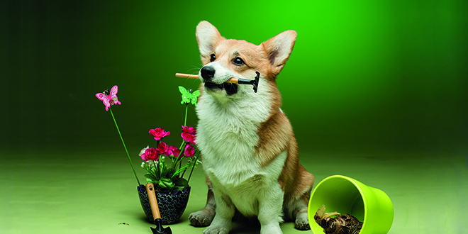 Keeping Pets Safe From Spring Bulbs