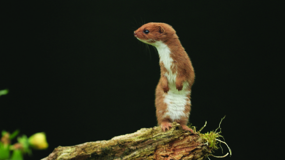 British Wildlife Centre Photo Of The Year Winner Announced