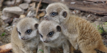 Last Chance To See Mid Sussex’s Meerkats