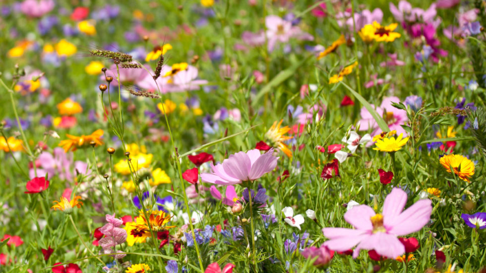 Council Boost For Butterflies, Bees & Beetles In West Sussex