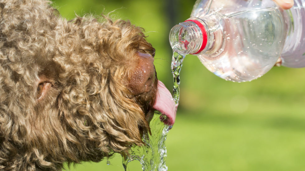 Keeping Pets Summer Safe