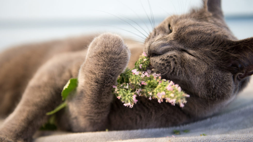 Creating A Cat-Friendly Garden