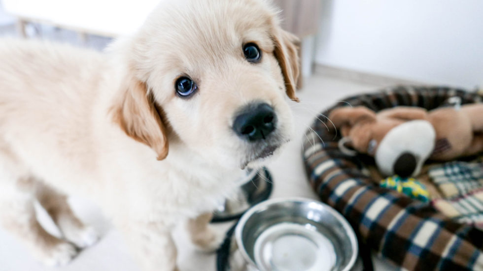 What Is On Your Puppy Checklist?