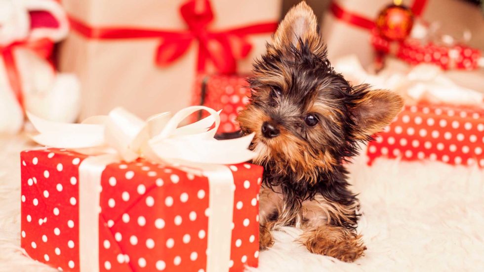 How To Keep Your Pets Safe This Christmas