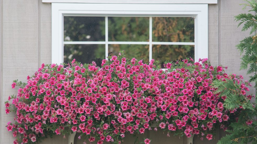 A Simple Guide To Blooming Window Boxes